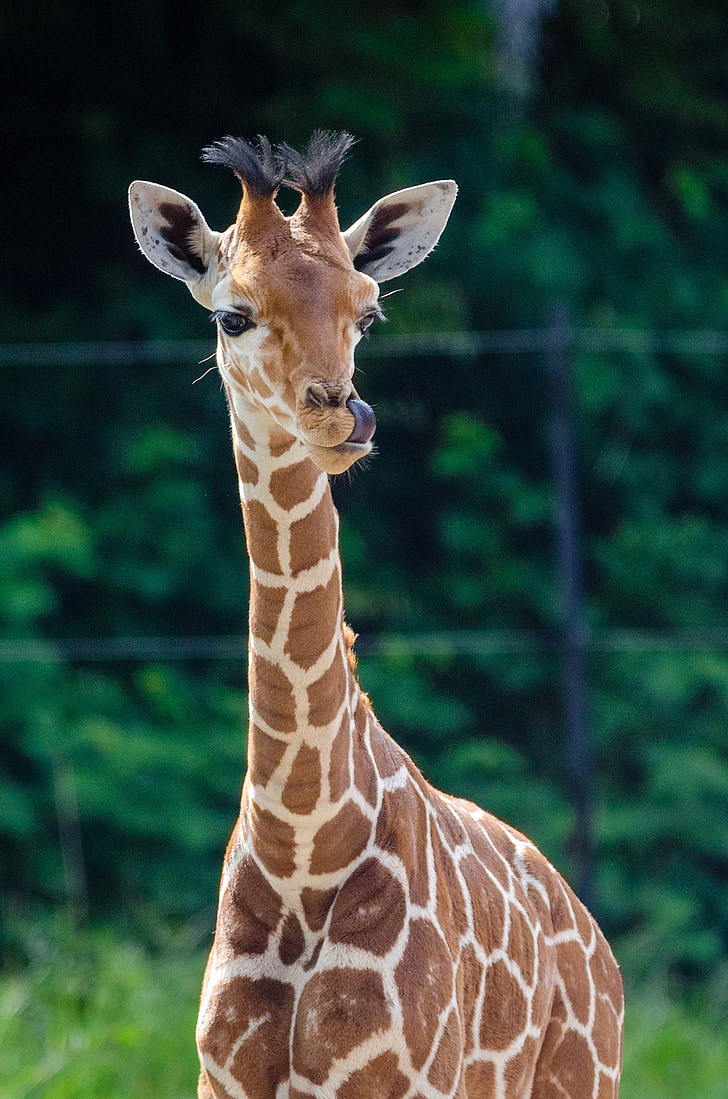 nadó girafa, jove, animal, mamífer, més alt, vida silvestre, zoològic