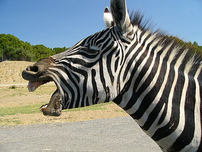 Zebra, hewan, kebun binatang, binatang Afrika, kuda, herbivora, kepala