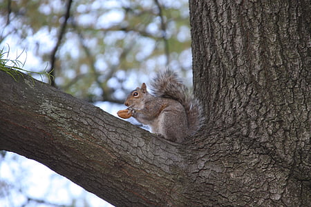animals, arbre, esquirol, Parc Central