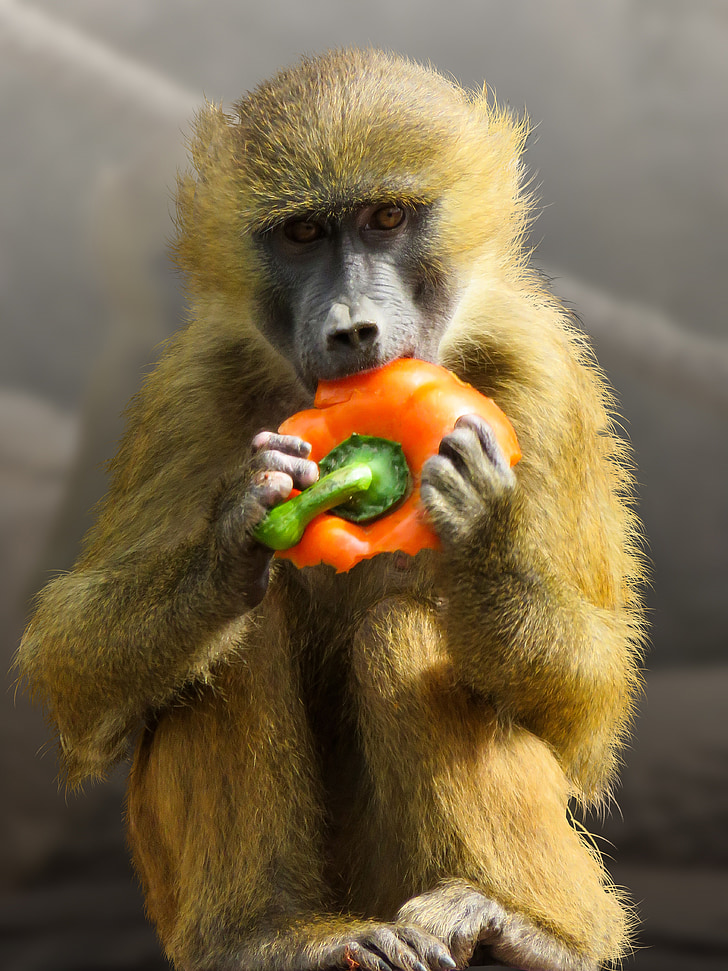 gyvūnų, beždžionė, babuinas, Sfinksas-pavianas, valgyti, paprikos, Tiergarten Niurnbergas