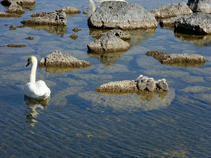 Swan, pecete, apa, pasăre, frumos, mama swan, Sunfury
