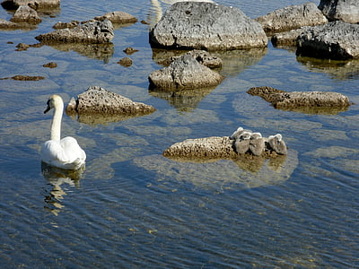 swan, signet, water, bird, beautiful, mother swan, signets