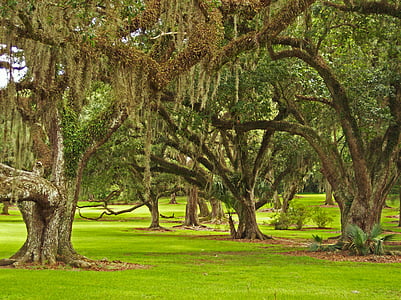 Oaks, naturen, träd, Moss, spansk mossa, Bayou, träd