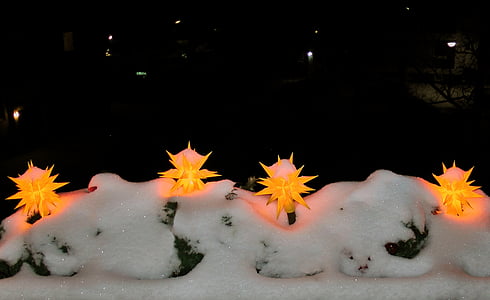 Poinsettia, musim dingin, salju, pencahayaan, cahaya