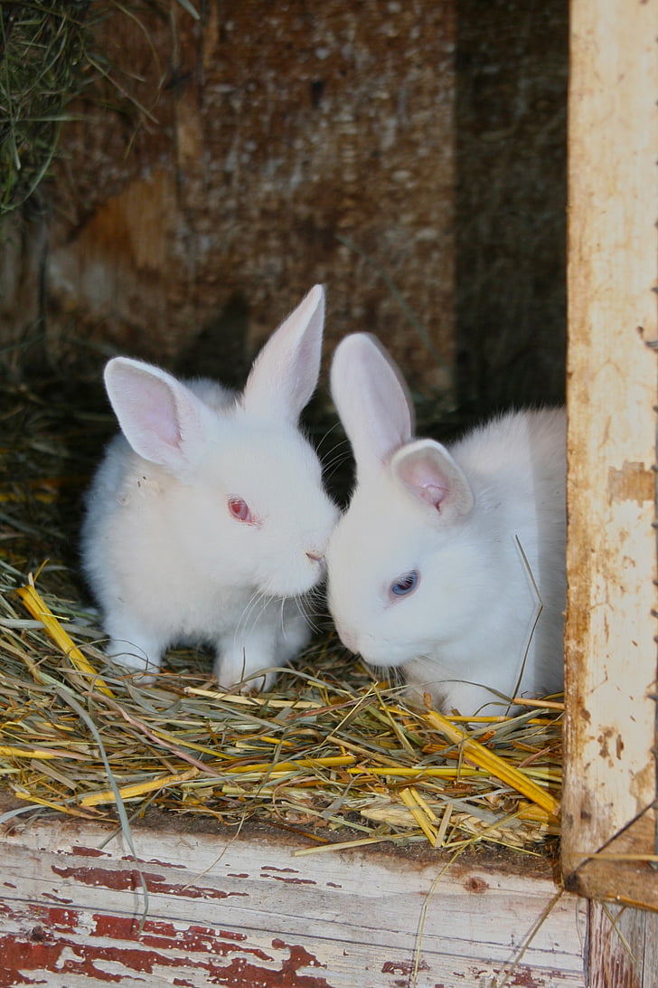 rabbit, young rabbits, white, albino, fur, stall, red eyes
