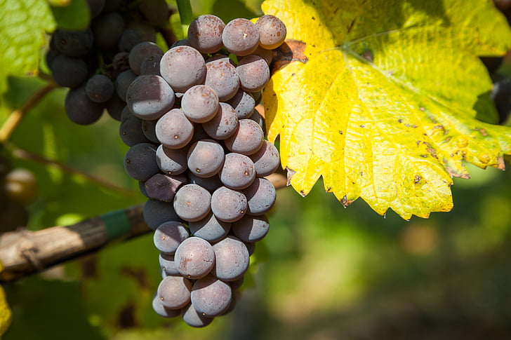 wine, grape, vine, wine leaf, autumn, grapes, winegrowing