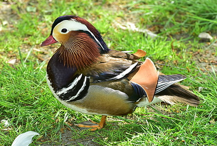 patos mandarín, pato, pájaro, plumaje, Aix galericulata