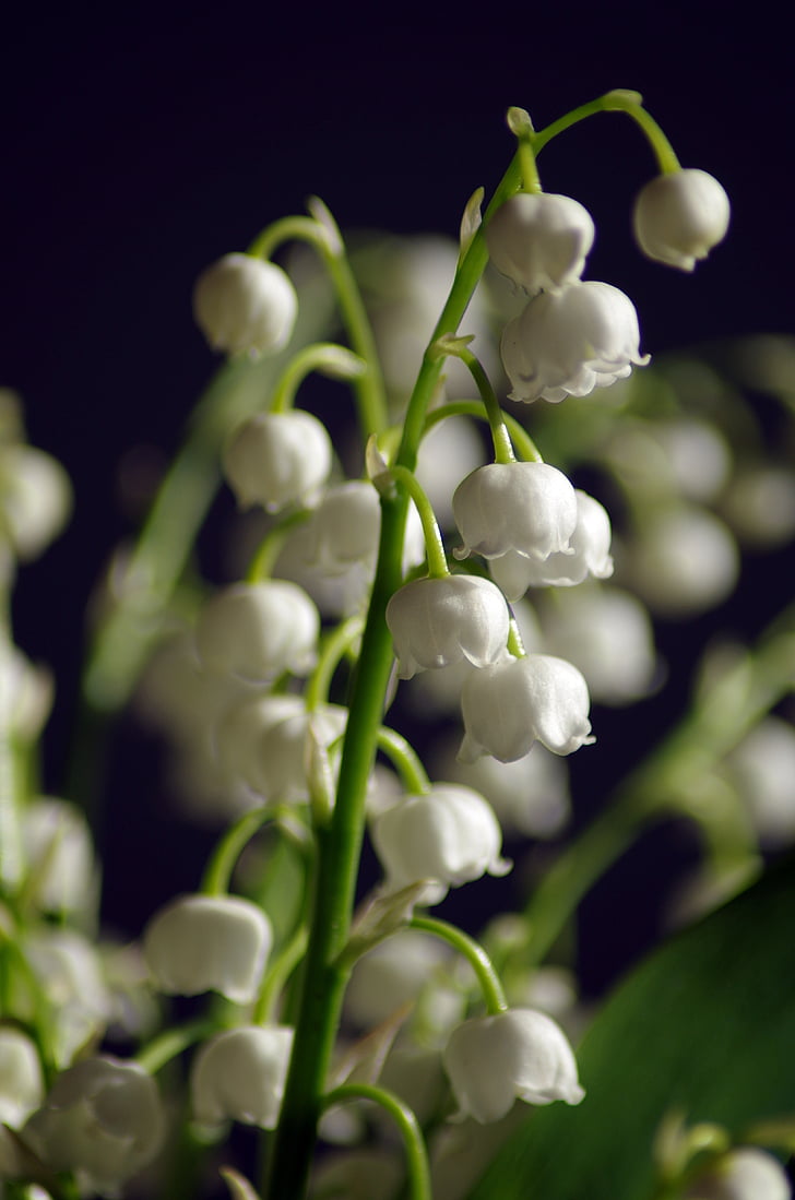 weiße Lilien des Tales, schöne Blume, zarte Blume, Natur