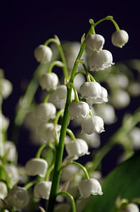bílé lilie v údolí, Nádherná květina, třásně, Příroda