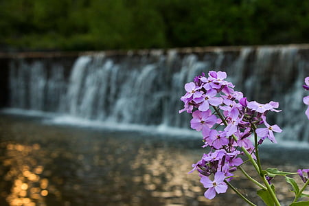 flor, Cachoeira, barragem, água, natureza, natural, Zen