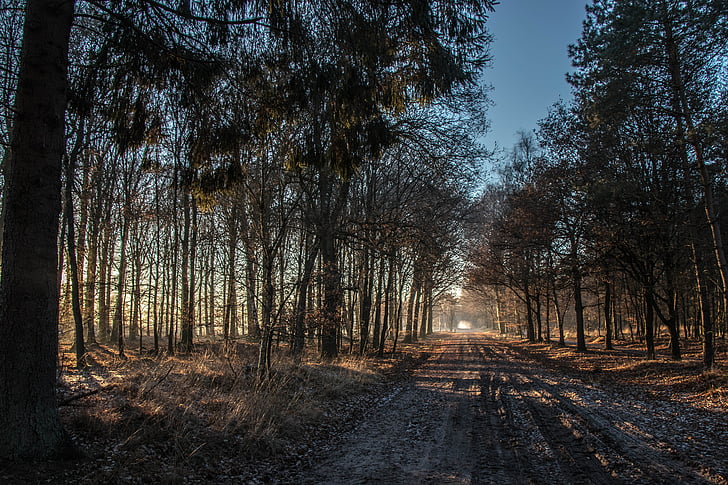 večer, krajina, stromy, Příroda, venkovní, strom, slunce