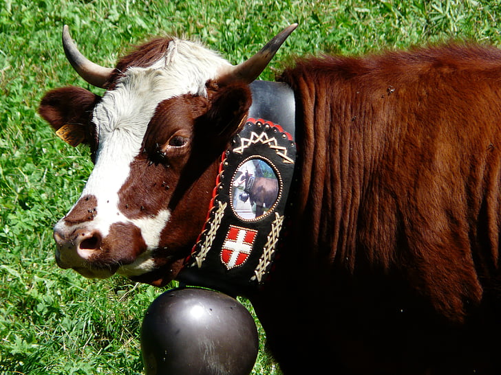 krava, govedo, zvonec, Alpe, številčnosti