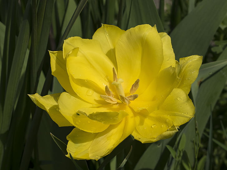 Tulip, bunga kuning, Tulip musim semi, musim semi, kelopak, makro, bunga