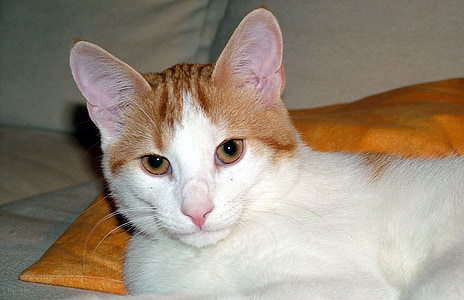 mačka, profil, kožo, rdečkasto, bela, čudovito