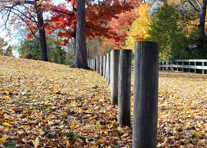 Herbst, Blätter, Farbe, fallen, Zaun, Park, Wanderung