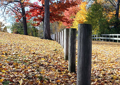 Herbst, Blätter, Farbe, fallen, Zaun, Park, Wanderung