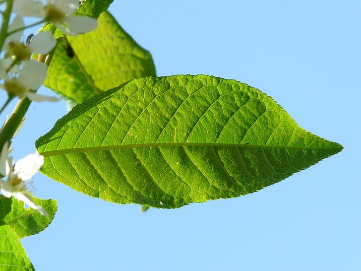 ciliegia di uccello comune, foglie, Prunus padus, verde, black cherry, Prunus, albero