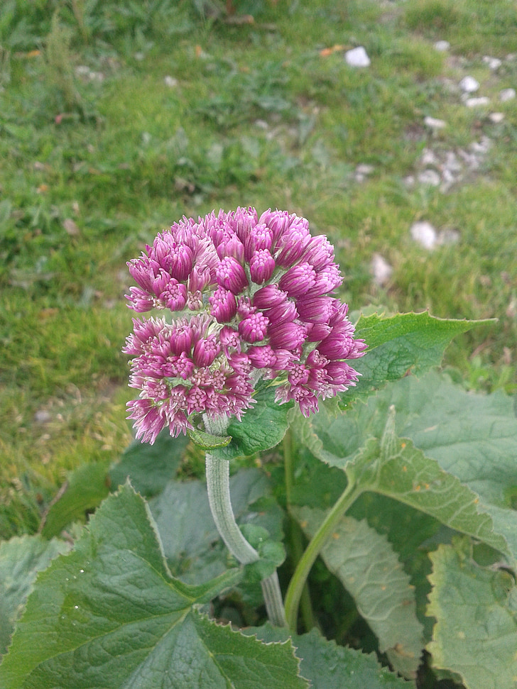 flor, natura, primavera