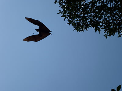 Flying dog, Sri Lankassa, lentää, bat, vampyyri, Halloween