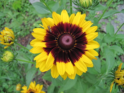 blanketflower, jardín, amarillo, planta perenne