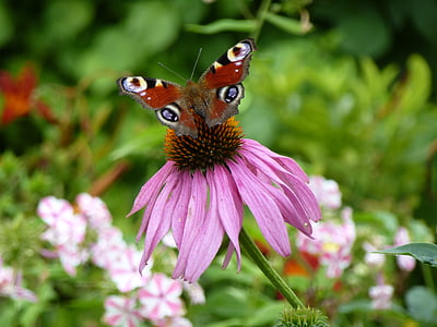 echinacea purpurea, το καλοκαίρι, θάμνος