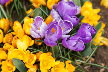 crocus, flower, nature, plant, yellow, springtime, tulip