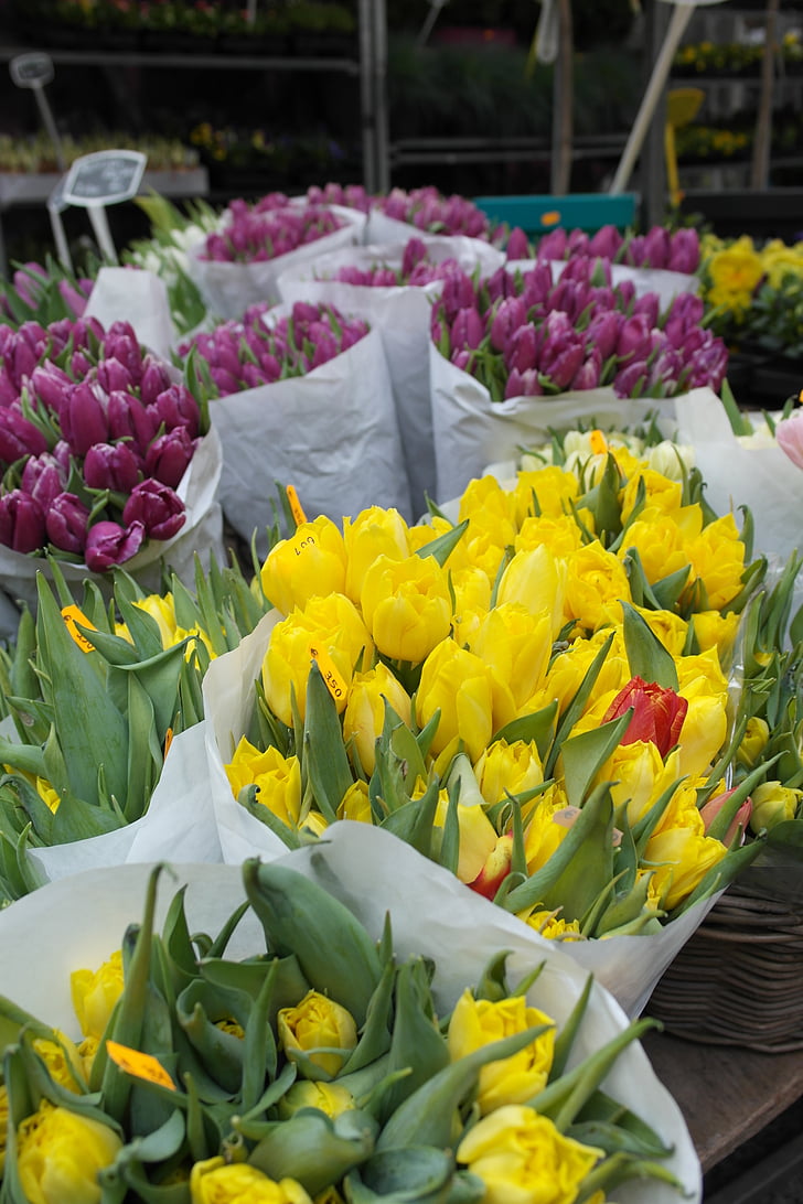 tulipano, fiore, Amsterdam, primavera, natura, floreale, Olanda