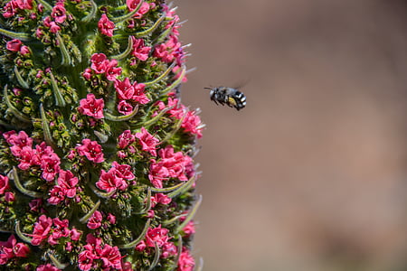 Tajinaste tenerife, tanaman, Kepulauan Canary, Taman Nasional, Teide national park, lilin yang berbentuk, bunga