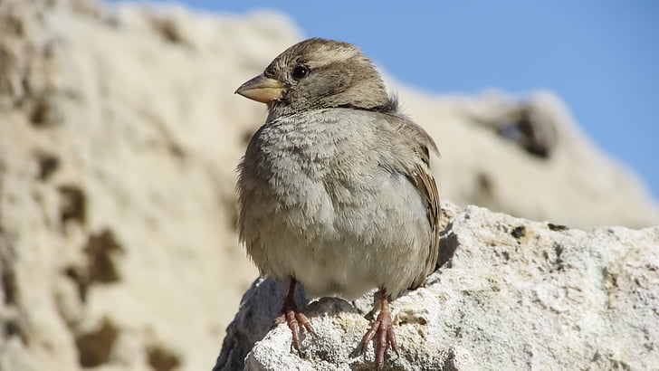 Sparrow, Duduk, batu, alam, satwa liar, kecil, Manis