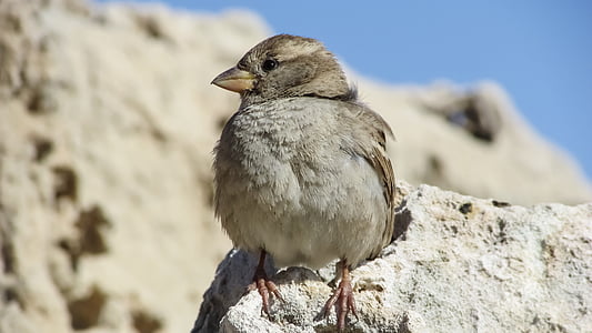 Sparrow, assis, Rock, nature, faune, petit, mignon