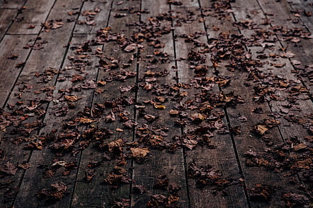 secchi, foglia, marrone, in legno, superficie, autunno, pavimento in legno