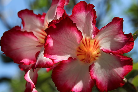 อิมพาลาลิลลี่, ลิลลี่, ที่ดินและฆ่า, ดอกไม้, ดอกไม้สีขาวสีแดง, กลีบ, ดอกไม้