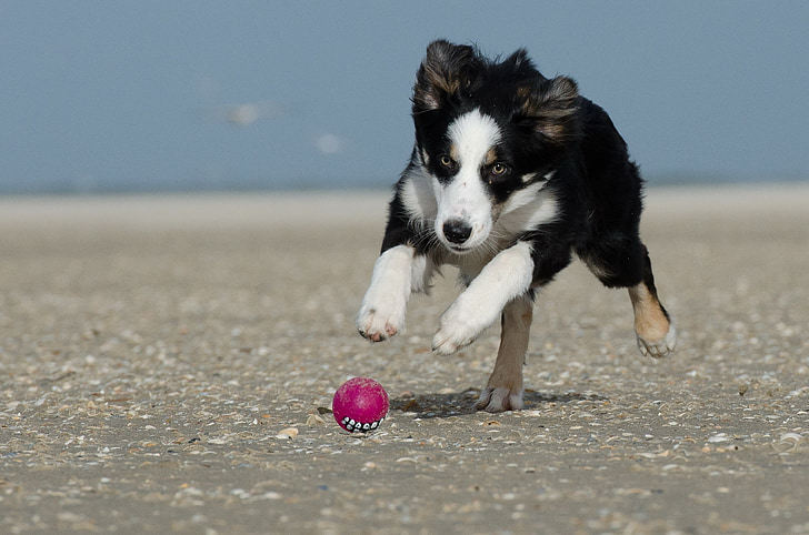 Border-collie, laufender Hund, die meisten Strand, Collie, britische sheepdog, Ball-junkie, Kugel