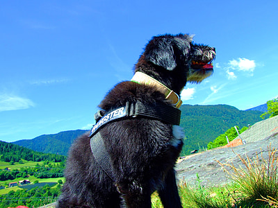 perro, cielo, azul, montañas, el Tyrol del sur, senderismo, Jaufenpass
