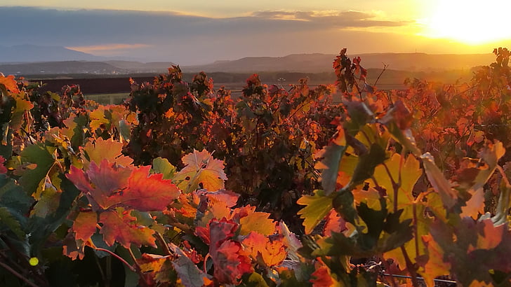 musim gugur, kebun anggur, Lyng, Rioja, merah, matahari terbenam, matahari terbenam