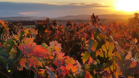 Herbst, Weinberg, Lyng, Rioja, rot, untergehende Sonne, Sonnenuntergang