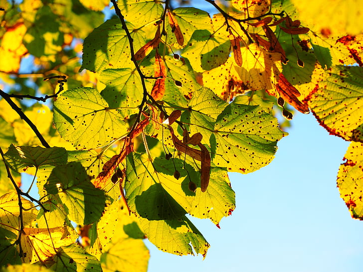 faible, angle, photographie, vert, feuille, automne, feuilles
