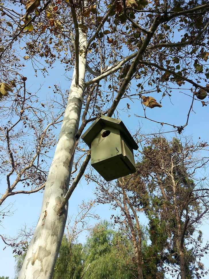 bird, nest, birdhouse, tree