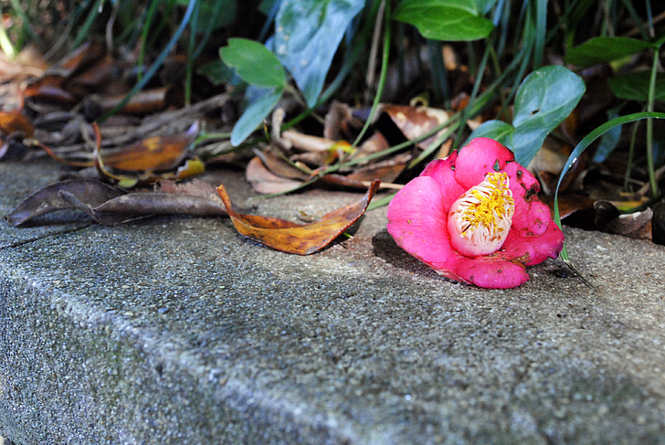 camellia flower, leaves, fallen flowers, fallen shoes, having an affair