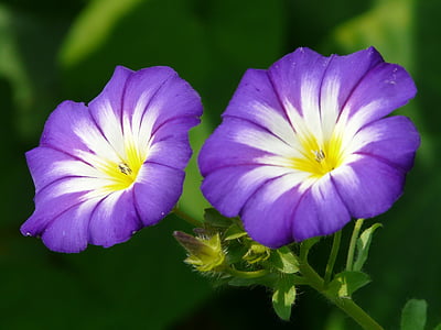 イエロー, 紫, 花, 花, 空の青, 青い朝顔, ipomoea 3 色