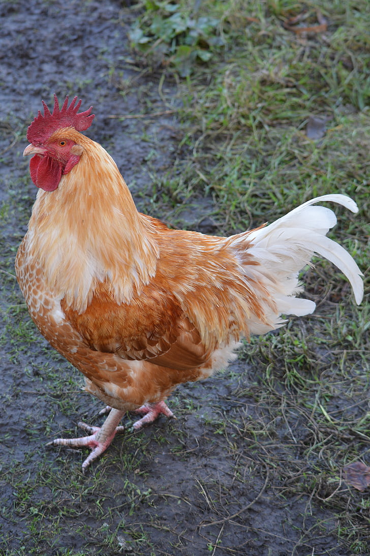 haan, animal, poultry, mohawk, farm, bird, agriculture