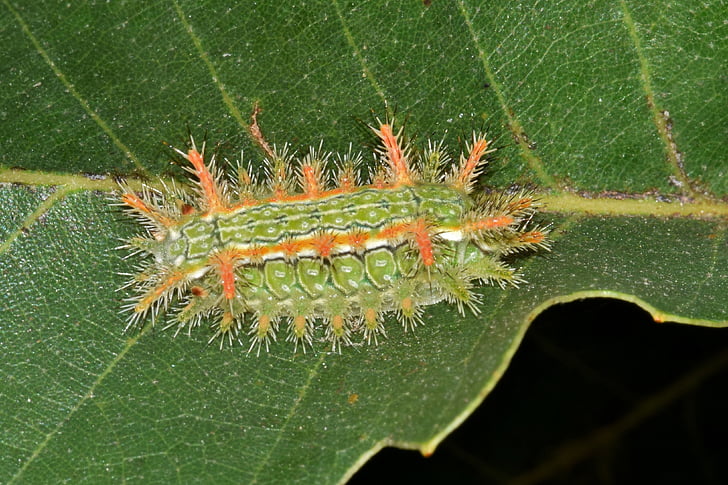 Caterpillar, Slug caterpillar, tornede eg slug caterpillar, larve, stikkende caterpillar, tornede, pigge