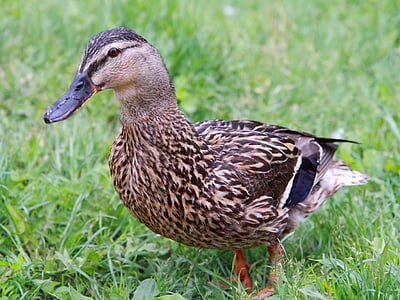 animal, beak, bird, brown, cute, duck, farm