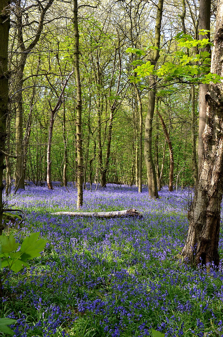 Bluebells, floresta, Rufford parque, Primavera, natureza, flor, azul