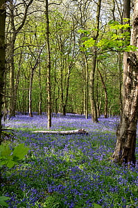 Bluebells, hutan, Rufford park, musim semi, alam, bunga, biru