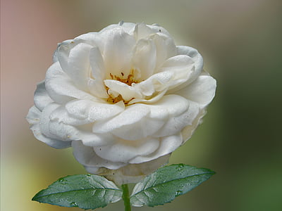 rose, white, white rose, blossom, bloom, dewdrop, nature