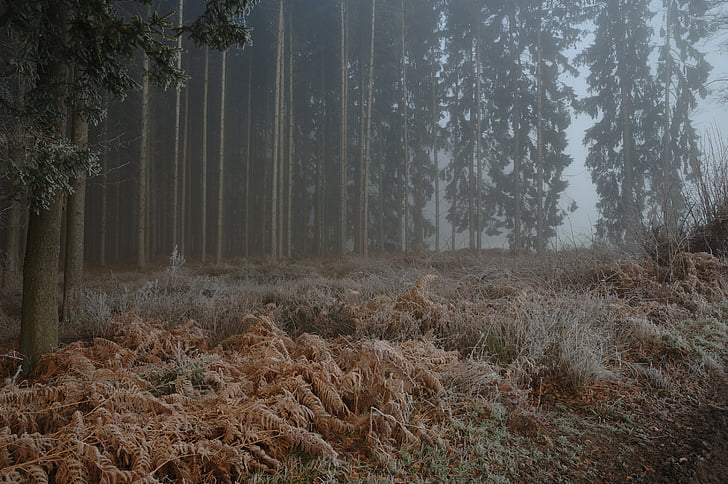 skov, tåget, tåget, natur, træ, Woods, tåge