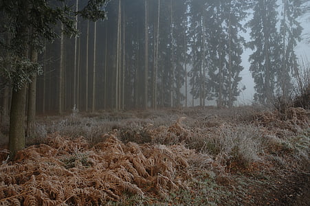 foresta, nebbioso, nebbioso, natura, albero, boschi, nebbia