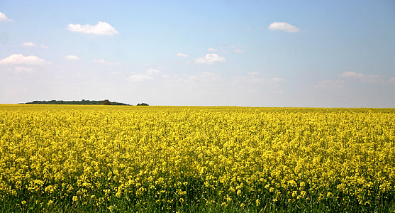 àmbit de rapeseeds, groc, color, flor, flor, planta, camp