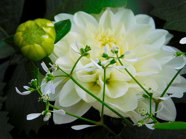 valge lill, Bud, õis, Bloom, loodus, Sulgege